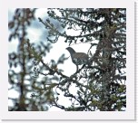 6 Metso_capercaillie * 1874 x 1654 * (3.32MB)